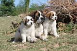 SAINT BERNARD 001